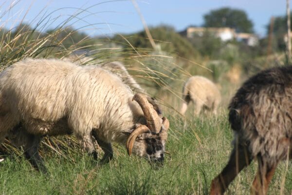 churro sheep