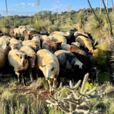 churro sheep