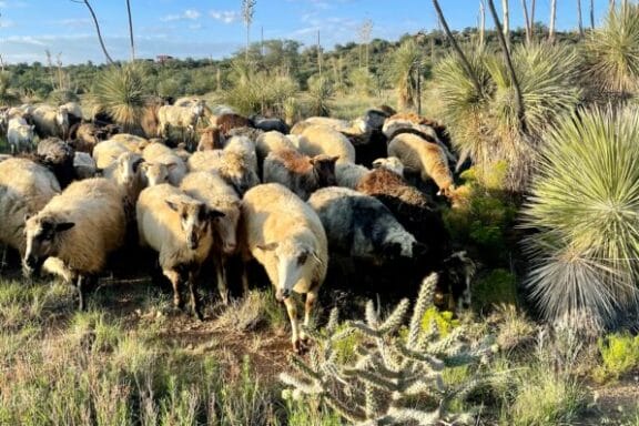 churro sheep