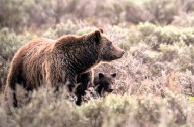CJ Adams, grizzly bear