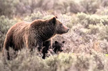 CJ Adams, grizzly bear