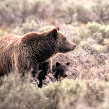 CJ Adams, grizzly bear