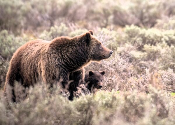 CJ Adams, grizzly bear